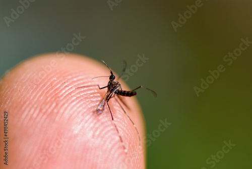 mosquito and finger