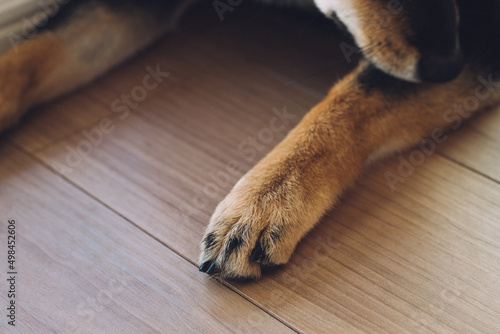 犬の前足 photo