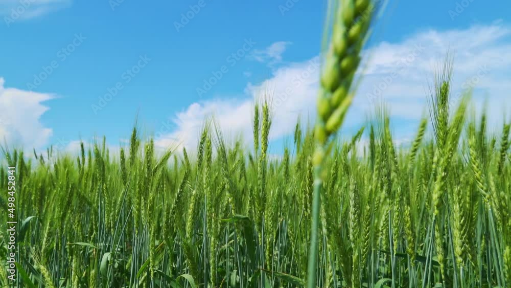 agricultural field with young green wheat sprouts, bright spring landscape on a sunny day, blue sky as background
agricultural field with young green wheat sprouts, bright spring landscape on a sunny day, blue sky as background