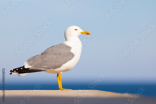 Gaviota patiamarilla​ (Larus michahellis) frente al Mar Mediterráneo