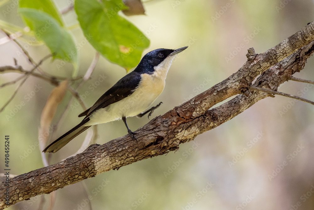 Restless Flycatcher in Queensland Australia Restless Flycatcher in Queensland Australia