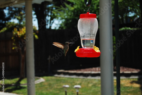 Hummingbird © Miguel