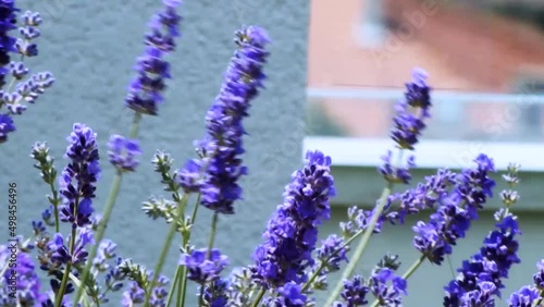 Lavander on green roof urban building
