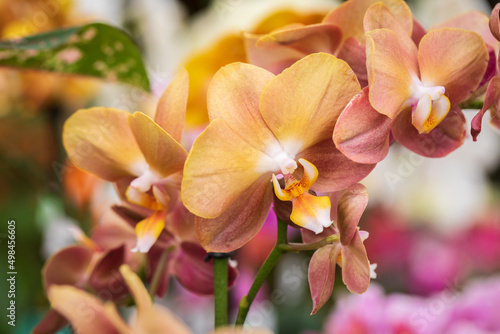 Fototapeta Naklejka Na Ścianę i Meble -  The brown colored orchids