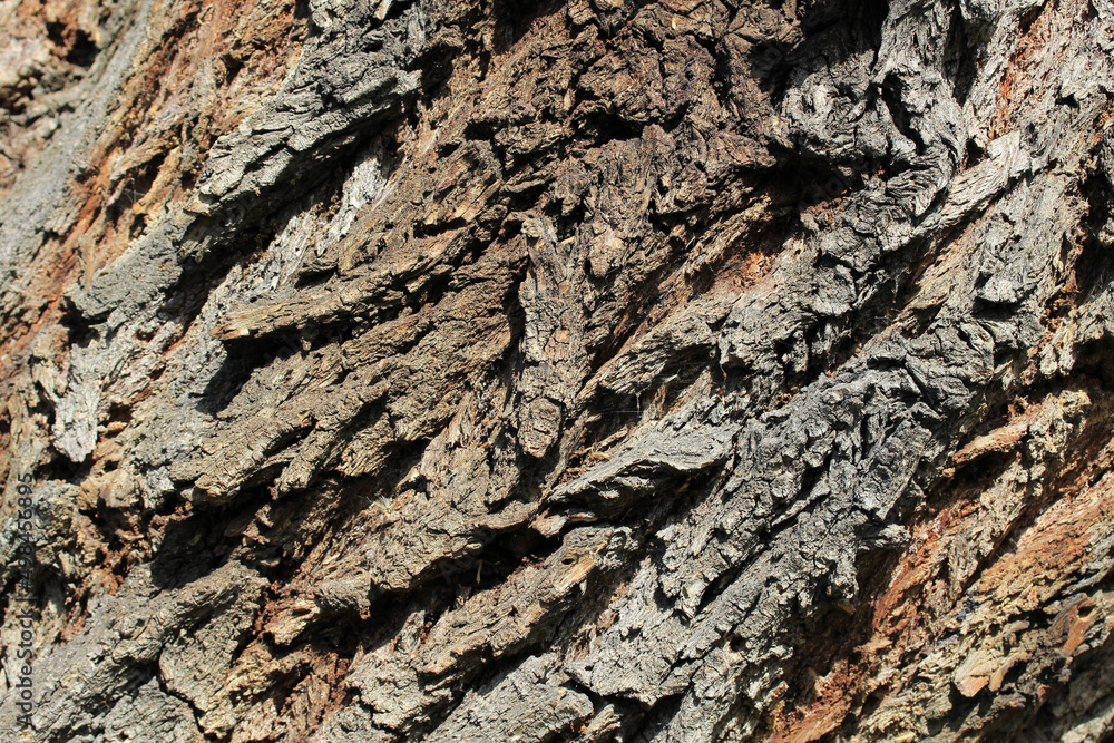 Detail of the trunk of a fifty-year-old Salix babylonica tree. Different shapes formed on the trunk of the tree. Detail of the trunk of a fifty-year-old Salix babylonica tree. Different shapes formed on the trunk of the tree.
