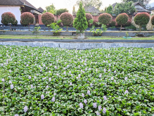 water hyacinth in the garden or eceng gondok photo