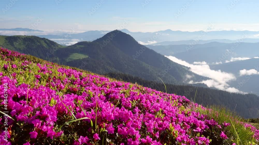 Attractive glade of pink rhododendron flowers on a sunny day. Filmed in UHD 4k video. Attractive glade of pink rhododendron flowers on a sunny day. Filmed in UHD 4k video.