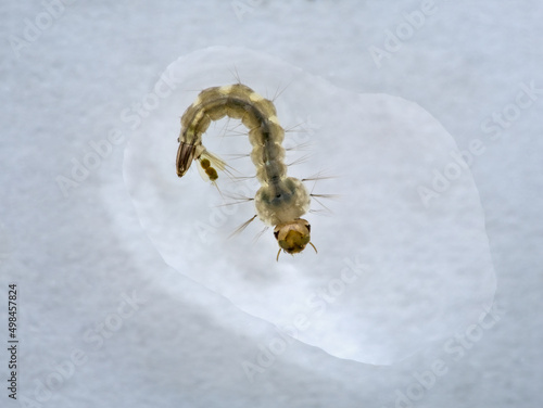 Quadro em tela close up of mosquito larvae