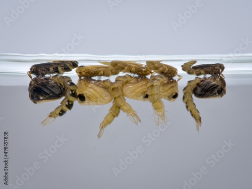 mosquito pupa in the water