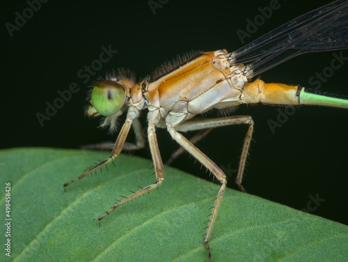 Close up of damselfly on the leaf