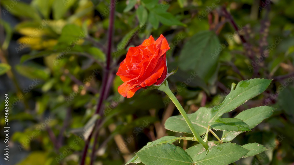 Rose plant with flower in the garden