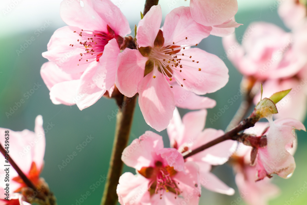 桃の花　春イメージ