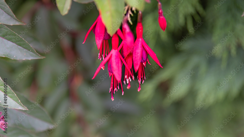 Red flower, Fuchsia magellanica or chilco, edible and beneficial red flower for health Red flower, Fuchsia magellanica or chilco, edible and beneficial red flower for health