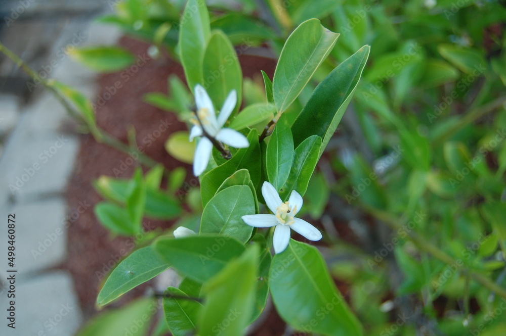 Obraz premium Foreground flowers