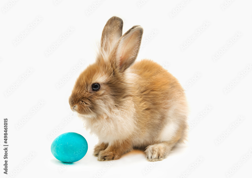 Obraz premium Yellow-red rabbit and a blue Easter egg on a white background. Isolated