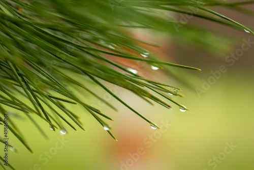 Pine needle with dew drops after rain. Close-up, blurry background.
