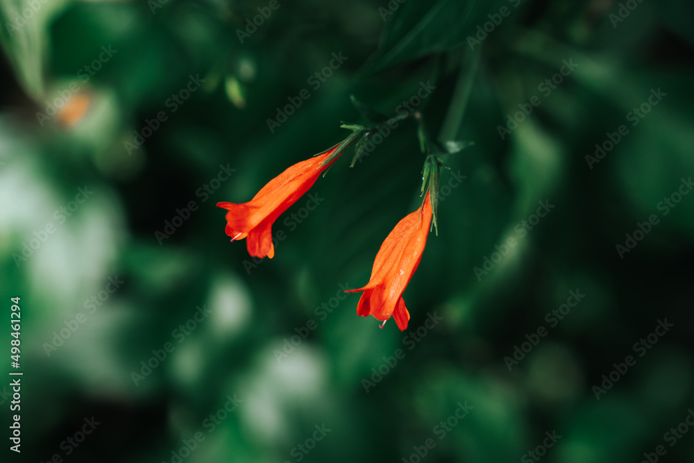 Obraz premium Close up red flowers