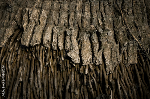 Root and trunck of livistona palm background photo