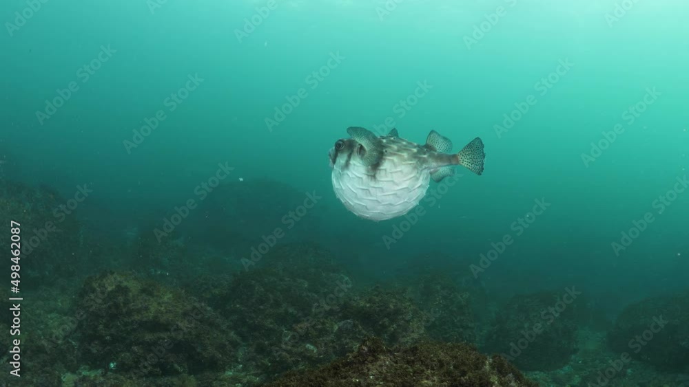 Marine scientist studies the unique behaviour of a poisonous puffer fish inflating its body as a defence mechanism. Marine scientist studies the unique behaviour of a poisonous puffer fish inflating its body as a defence mechanism.