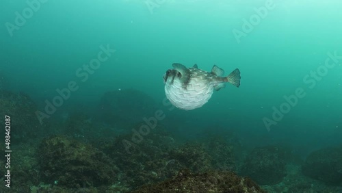 Marine scientist studies the unique behaviour of a poisonous puffer fish inflating its body as a defence mechanism.