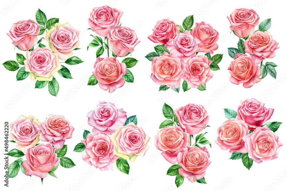 Pink roses on white isolated background, watercolor botanical illustration. Flora design elements