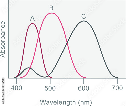 The wavelength of a wave is the distance between a point on one wave and the same point on the next wave. 