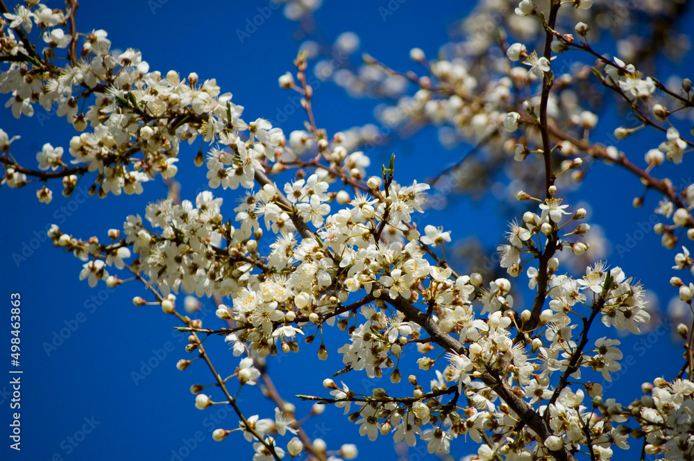 Apple blossom in spring close up. Selective focus. Apple blossom in spring close up. Selective focus.