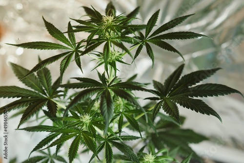 Growing cannabis indica  marijuana leaves  hemp CBD  marijuana vegetation plants  background green  cultivation cannabis  top view.