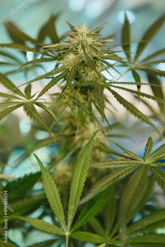 Marijuana leaves, cannabis, beautiful background, indoor cultivation.