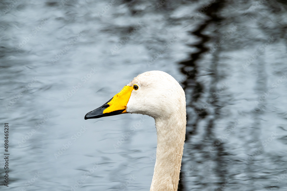 Tundra Swan - Cygnus bewickii swimming on lake in County Donegal - Ireland Tundra Swan - Cygnus bewickii swimming on lake in County Donegal - Ireland