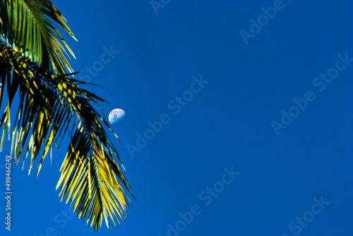 Palm tree, crescent moon and blue sky in a colorful and tropical atmosphere.