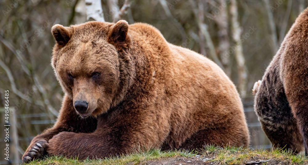 Close up big brown bear in spring forest Close up big brown bear in spring forest