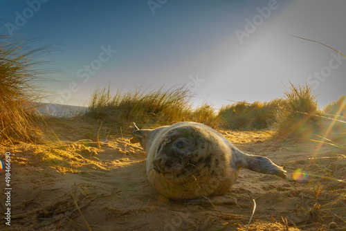 Wide angle shot of a young grey seal playing in the sand as the sun rises - Halichoerus grypus photo
