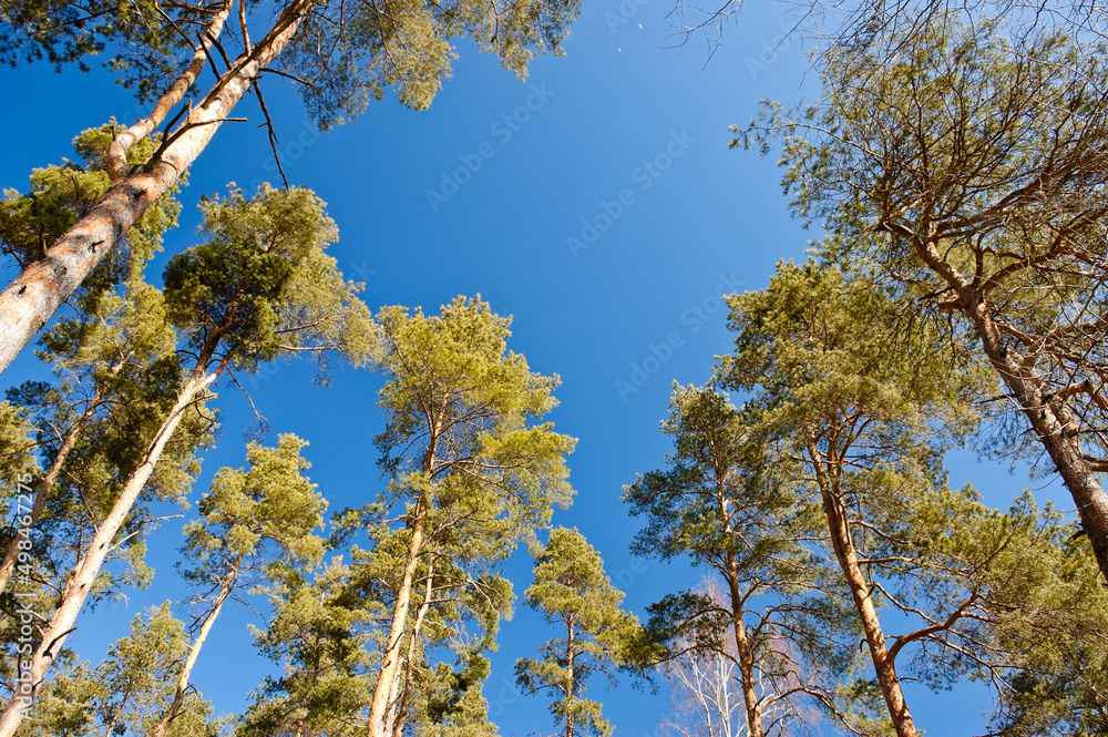 Obraz premium forest background, in the photo a pine forest in spring against a blue sky, bottom view