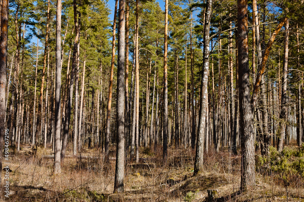 forest landscape, pictured pine forest in spring against a blue sky forest landscape, pictured pine forest in spring against a blue sky