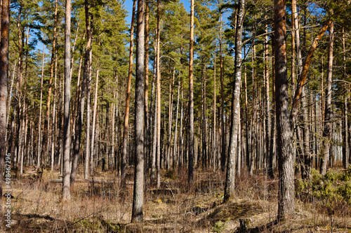 forest landscape, pictured pine forest in spring against a blue sky