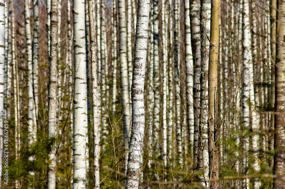 forest landscape, in the photo birch forest in spring against the blue sky