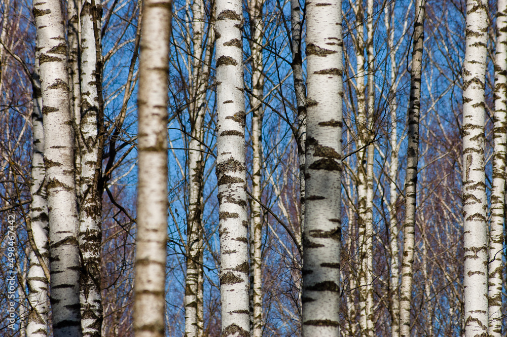 forest background, in the photo a birch forest in spring against a blue sky background forest background, in the photo a birch forest in spring against a blue sky background