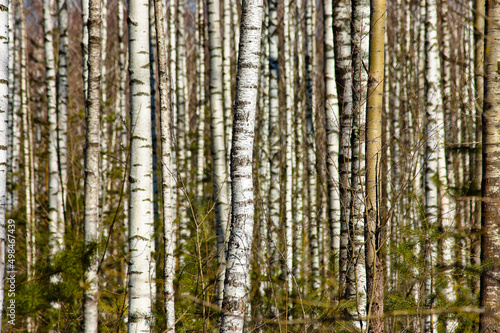 Fototapeta Naklejka Na Ścianę i Meble -  forest landscape, in the photo birch forest in spring against the blue sky