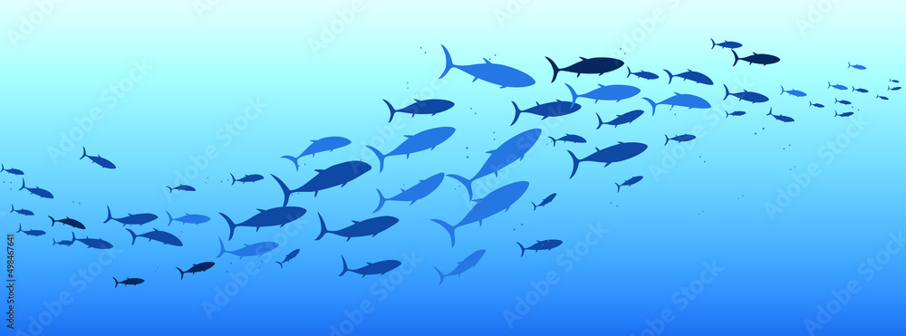 School of fish swimming under water of sea. School tuna fish swims