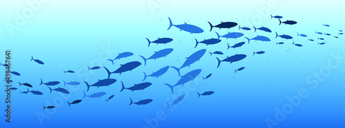 School of fish swimming under water of sea. School tuna fish swims in underwater © POSMGUYS