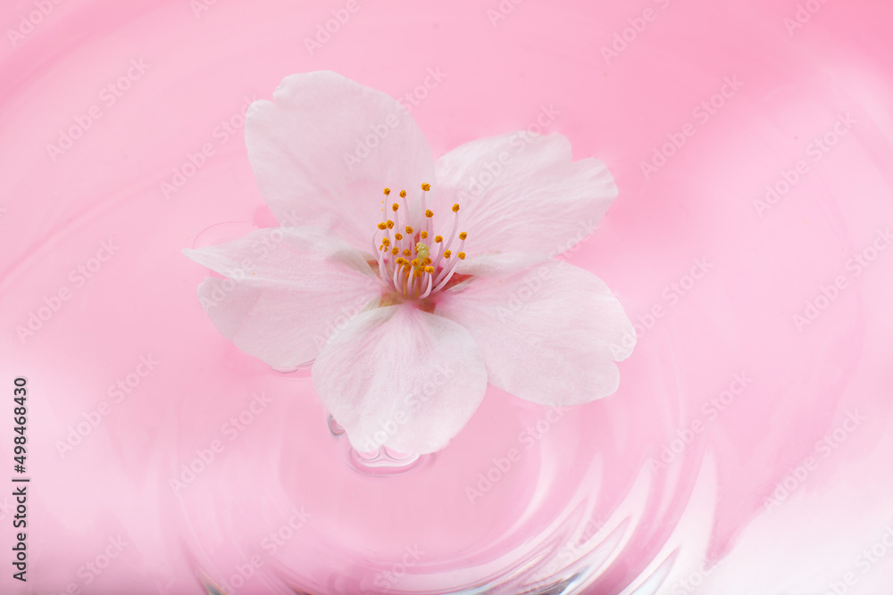 桜の背景素材 スタジオ撮影 桜の背景素材 スタジオ撮影