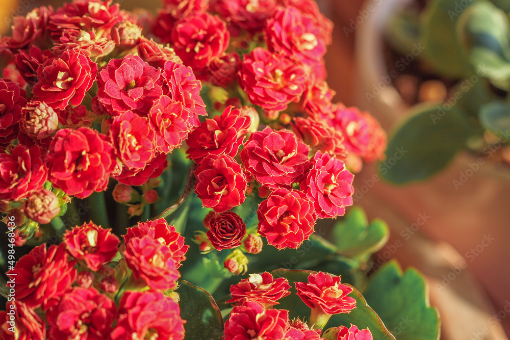 close up of red flowers close up of red flowers