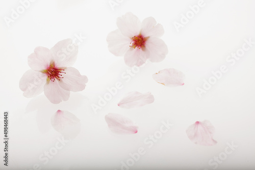 桜の背景素材　　スタジオ撮影 © ykokamoto