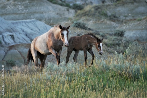 horses