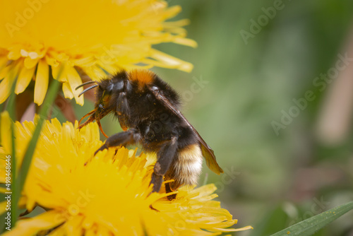 Tree bumblebee (Bombus hypnorum) feeding on a dandelion flower