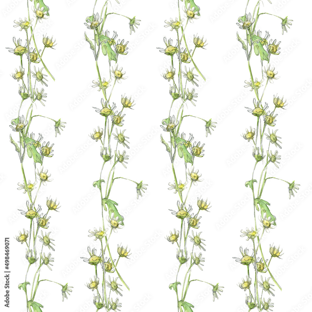 Watercolorseamless pattern with pastel small flowers chamomile drawn by hand. Doodle with stripes on a white background. Watercolorseamless pattern with pastel small flowers chamomile drawn by hand. Doodle with stripes on a white background.