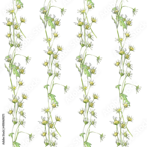 Watercolorseamless pattern with pastel small flowers chamomile drawn by hand. Doodle with stripes on a white background.