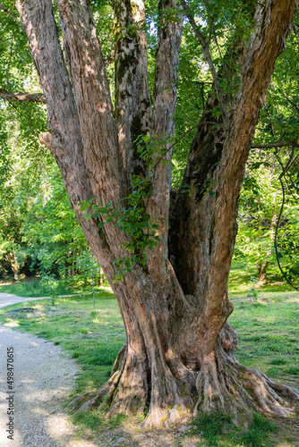 Large multi-stemmed camphor tree (Cinnamomum camphora), common camphor tree or camphor laurel with evergreen leaves Fototapeta