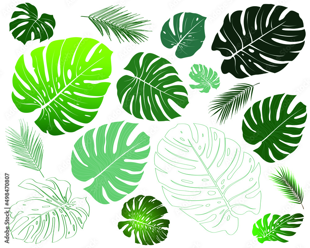 Fototapeta premium Type of plant philodendron, monstera. Elements different botanical foliage green nature botany tropical leaves collection set. Isolated cutout on white background. Vector for summer decoration design.